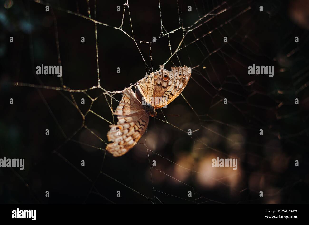 Eine braune Schmetterling hat auf dem Spinnennetz klemmt Stockfoto