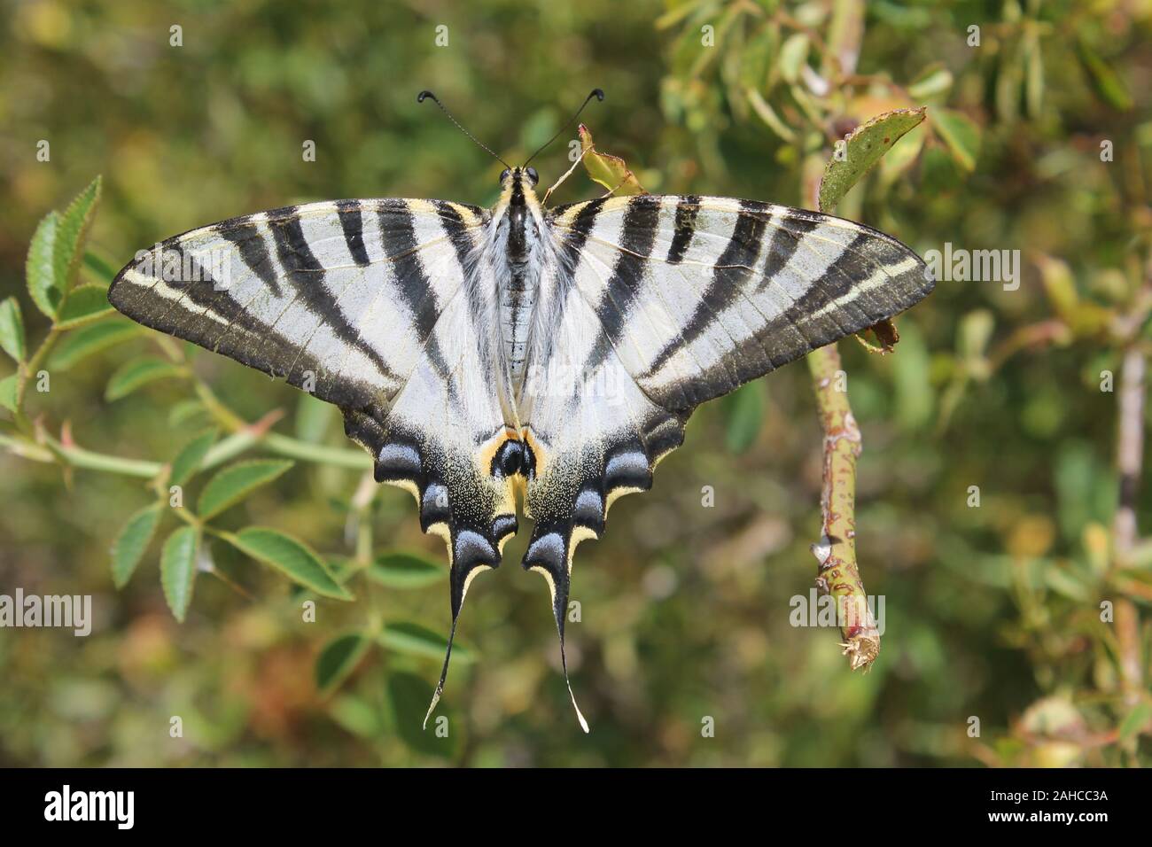 Der Südliche Schwalbenschwanz (Iphiclides feisthamelii) Stockfoto