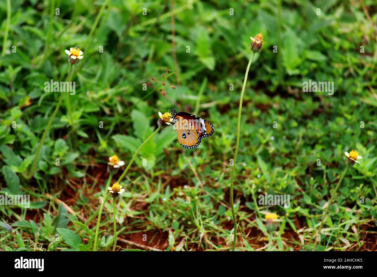 Schmetterling auf Blume Stockfoto