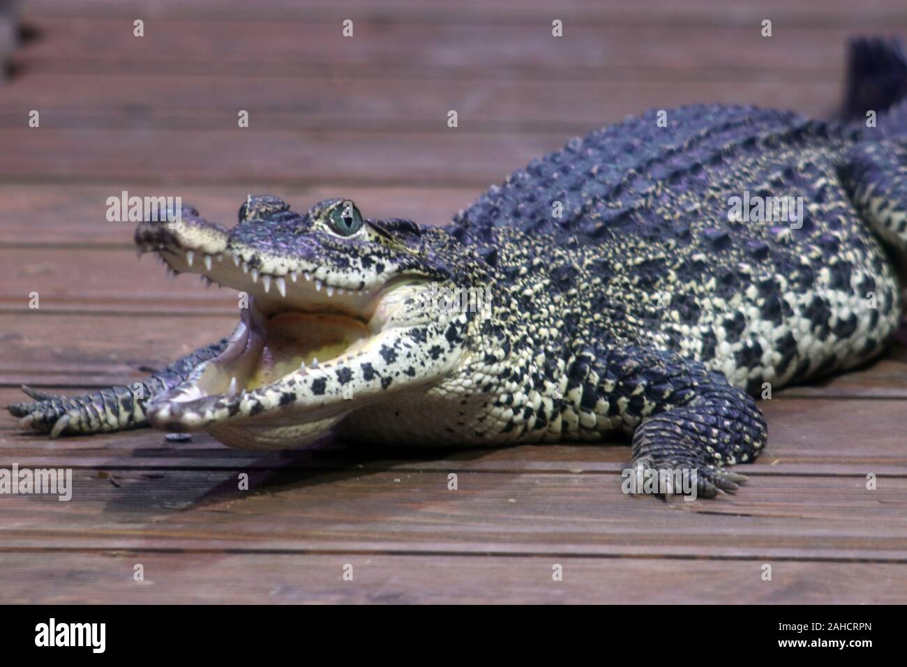 Nil-Krokodil Crocodylus niloticus Stockfoto