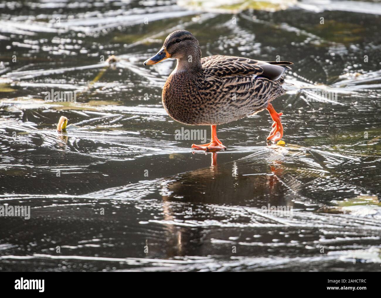 Michelstadt, Deutschland. 28 Dez, 2019. Eine Ente Folien über einen gefrorenen Teich in Englischer Garten Eulbach in der Nähe von Michelstadt im Odenwald. Foto: Frank Rumpenhorst/dpa/Alamy leben Nachrichten Stockfoto