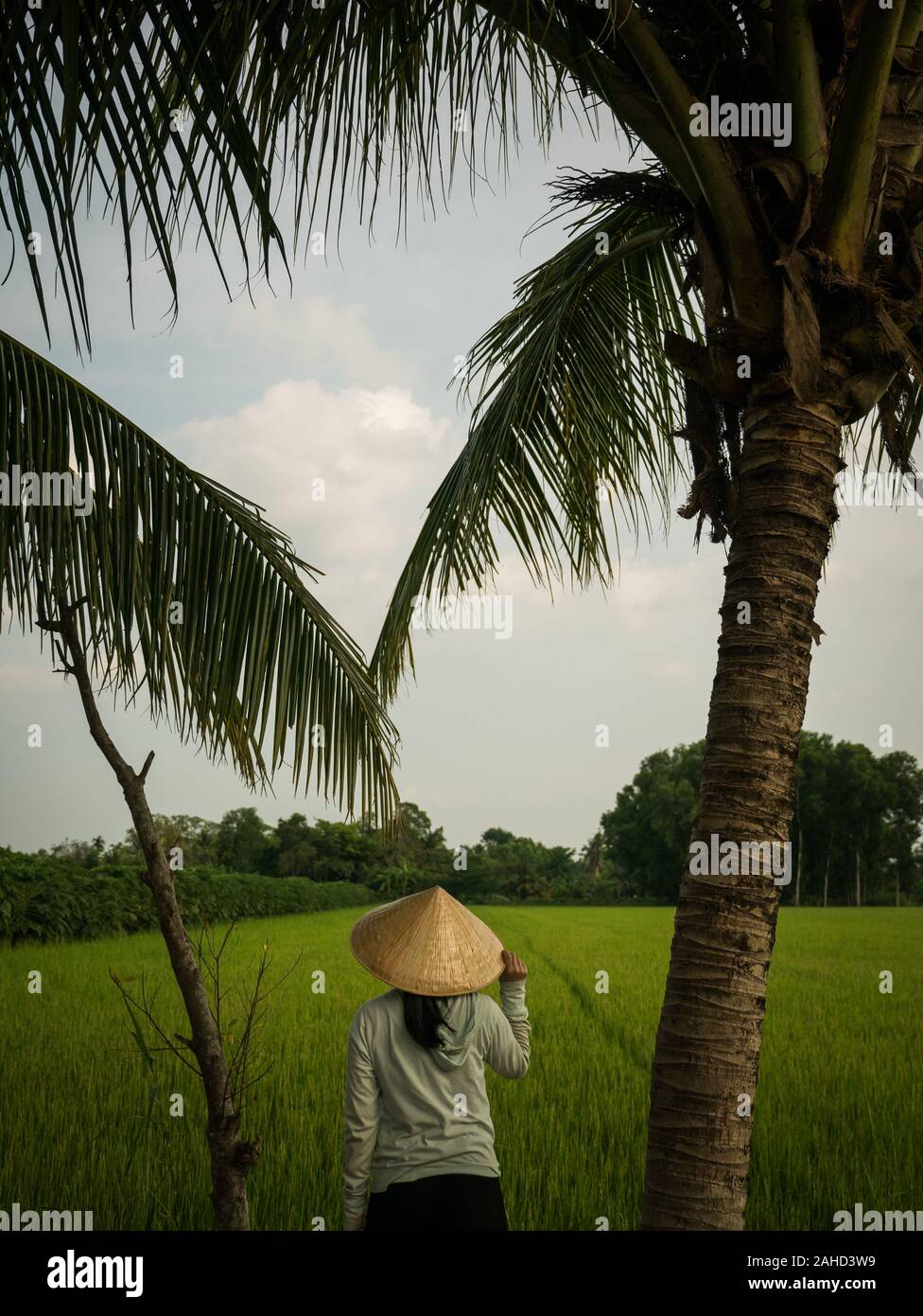 Weibliche Vietnamesin mit konischem Hut gerahmt von Palmen, die Reisfelder betrachten, Can Tho, Vietnam Stockfoto