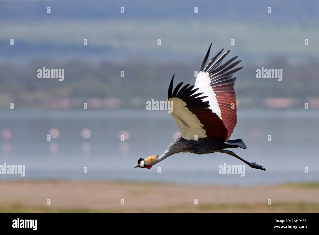 Grau gekrönt Kran, (Balearica regulorum gibbericeps), im Flug, Lake Elementaita, Rift Valley Kenia. Stockfoto