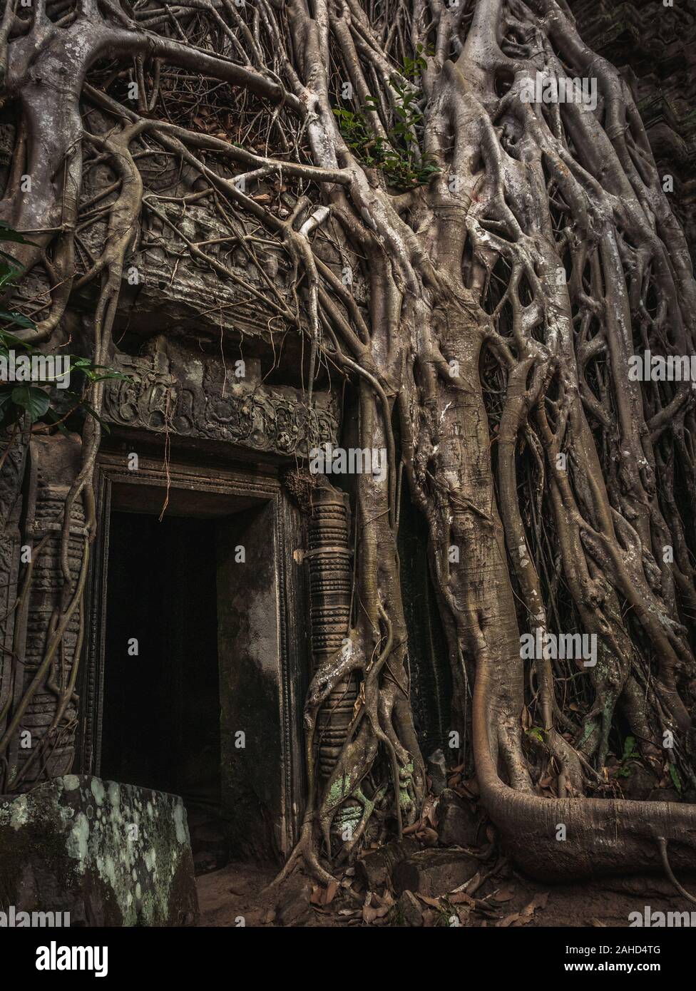 Moody Ta Prohm Tempel (Grabrautentempel) in der Nähe von Angkor Wat in der antiken Stadt Angkor mit massiven Baumwurzeln überwuchert Stockfoto