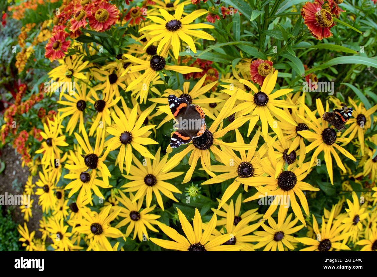 Red Admiral Schmetterling Vanessa atalanta Fütterung auf Rudbeckia 'gold Sturm 'Garten Grenze Norfolk Anfang Sep Stockfoto