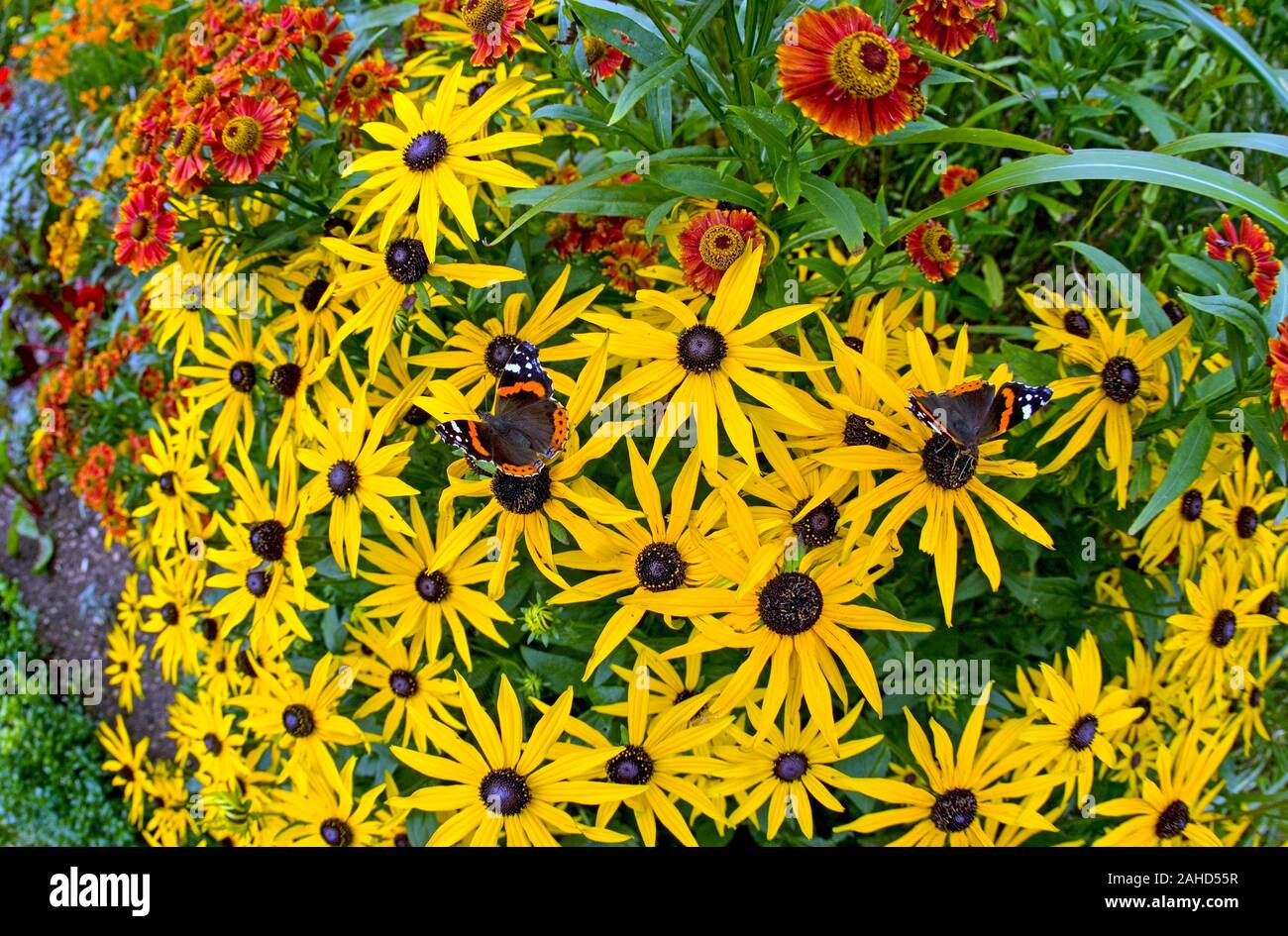 Red Admiral Schmetterling Vanessa atalanta Fütterung auf Rudbeckia 'gold Sturm 'Garten Grenze Norfolk Anfang Sep Stockfoto