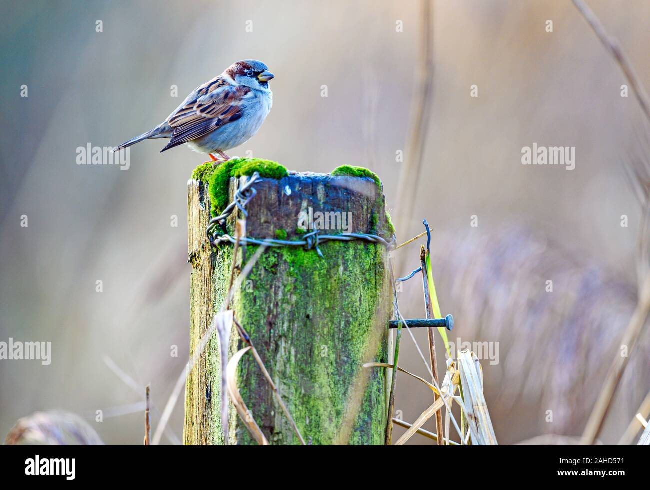 House sparrow, Passer domesticus, Slimbridge Wetland Centre, Gloucestershire Stockfoto