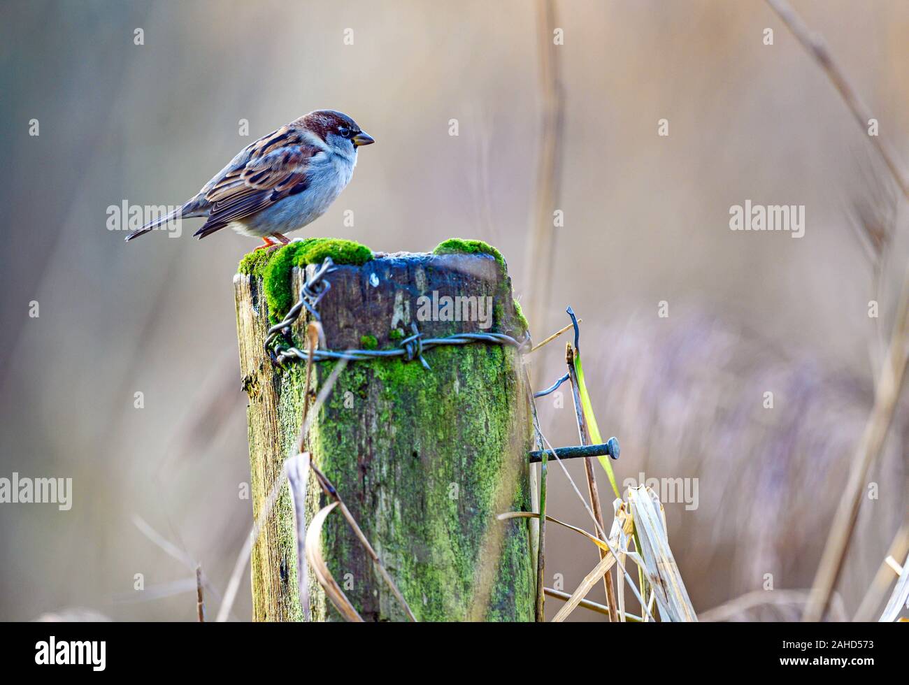 House sparrow, Passer domesticus, Slimbridge Wetland Centre, Gloucestershire Stockfoto