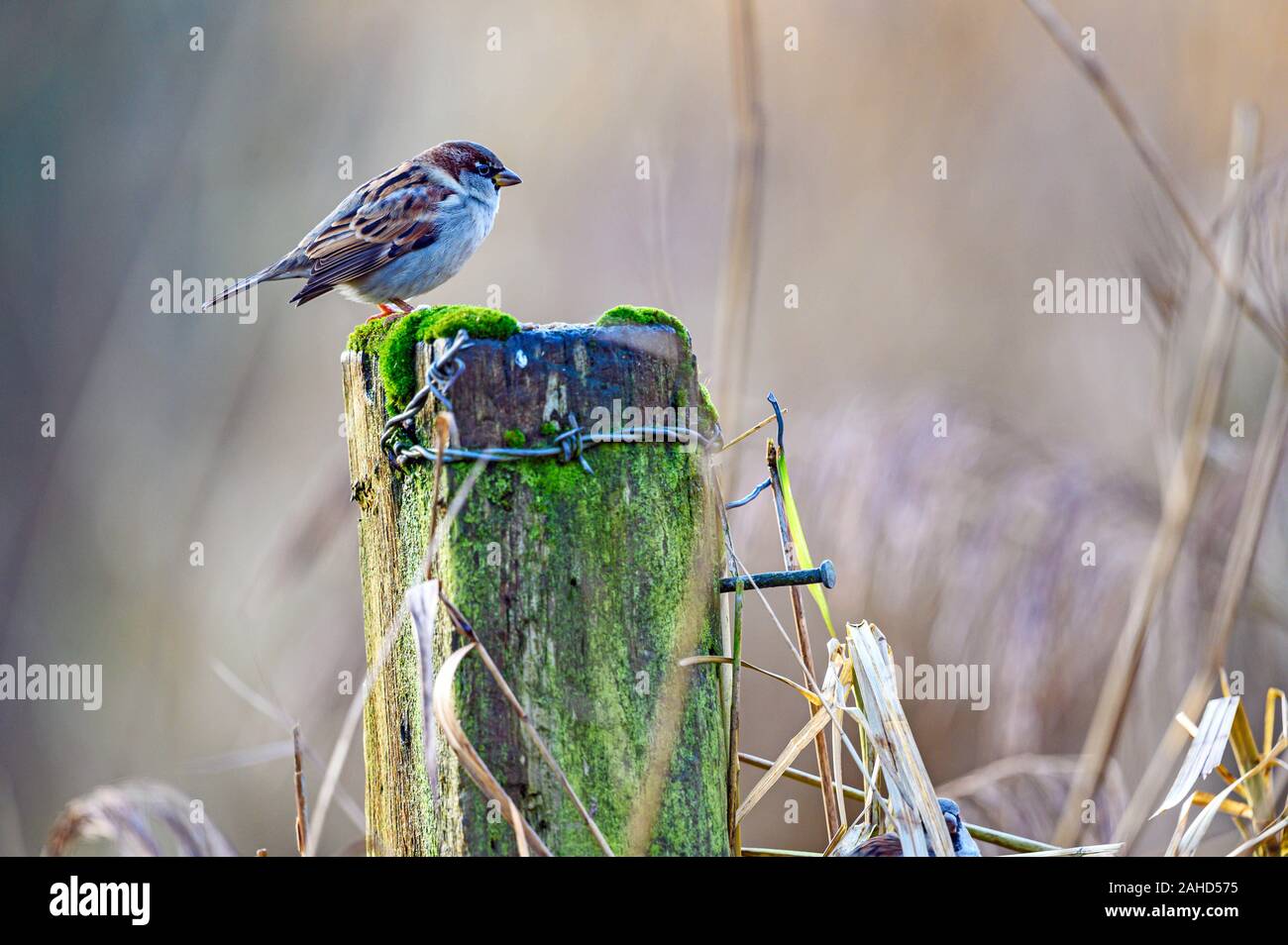 House sparrow, Passer domesticus, Slimbridge Wetland Centre, Gloucestershire Stockfoto