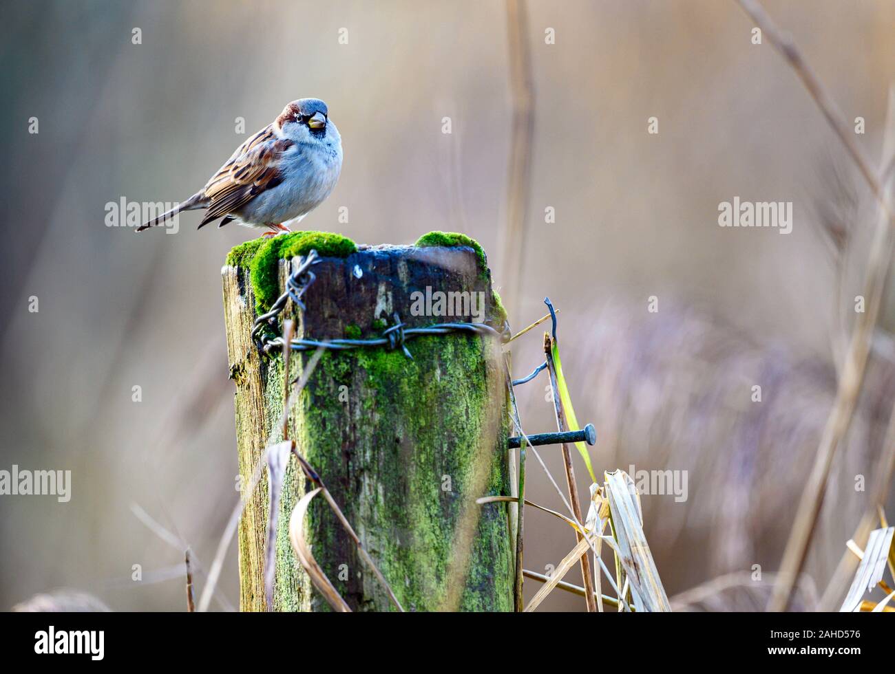 House sparrow, Passer domesticus, Slimbridge Wetland Centre, Gloucestershire Stockfoto