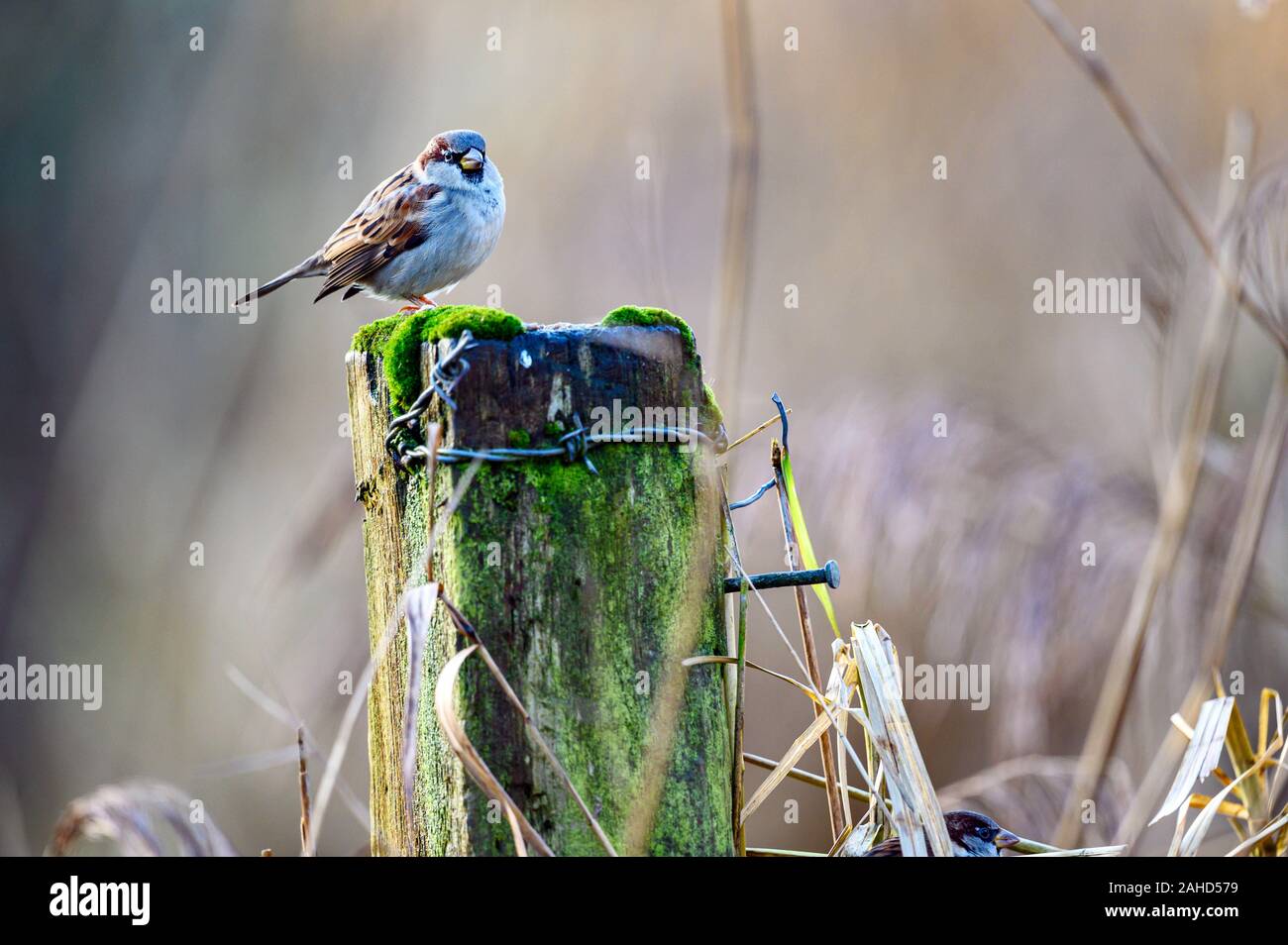 House sparrow, Passer domesticus, Slimbridge Wetland Centre, Gloucestershire Stockfoto