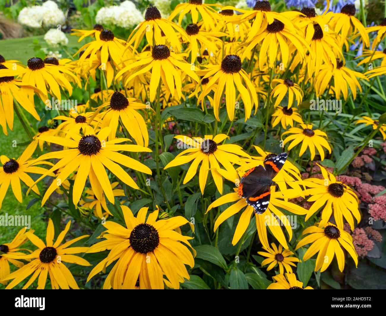 Red Admiral Schmetterling Vanessa atalanta Fütterung auf Rudbeckia 'gold Sturm 'Garten Grenze Norfolk Anfang Sep Stockfoto