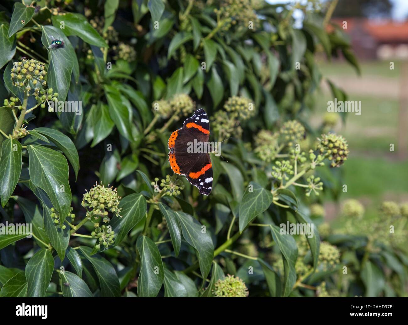 Red Admiral Schmetterling Vanessa atalanta Fütterung auf Efeu Blumen Stockfoto