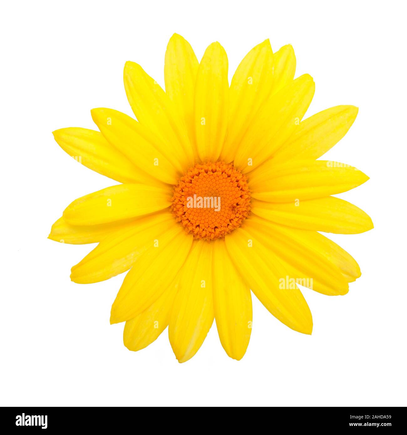 Blühende Blume Leiter eine perfekte gelbe Daisy auf weißem Hintergrund in Nahaufnahme (Details) Stockfoto