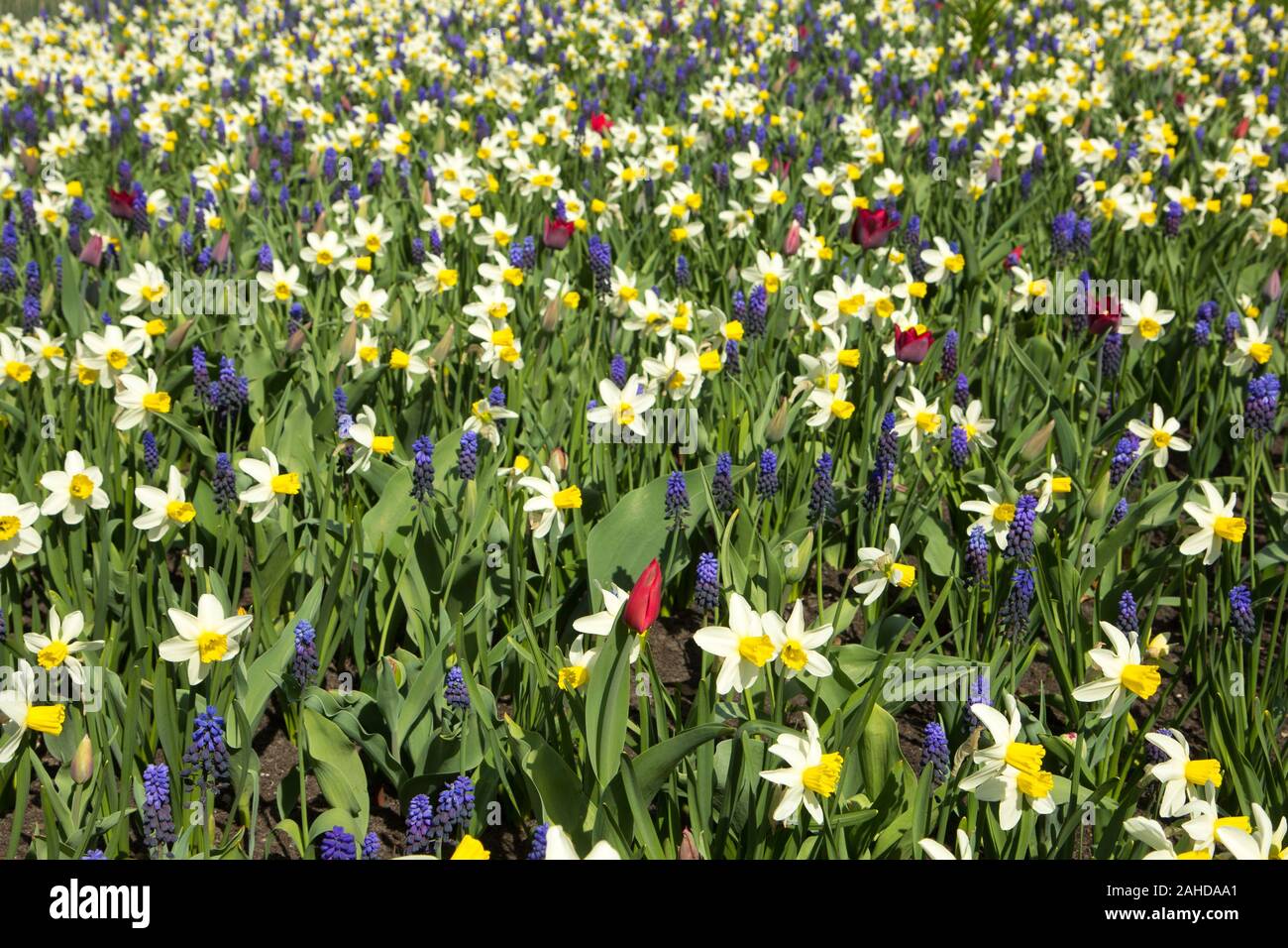 Im City Park Blumenbeet mit verschiedenen Frühlingsblumen Stockfoto