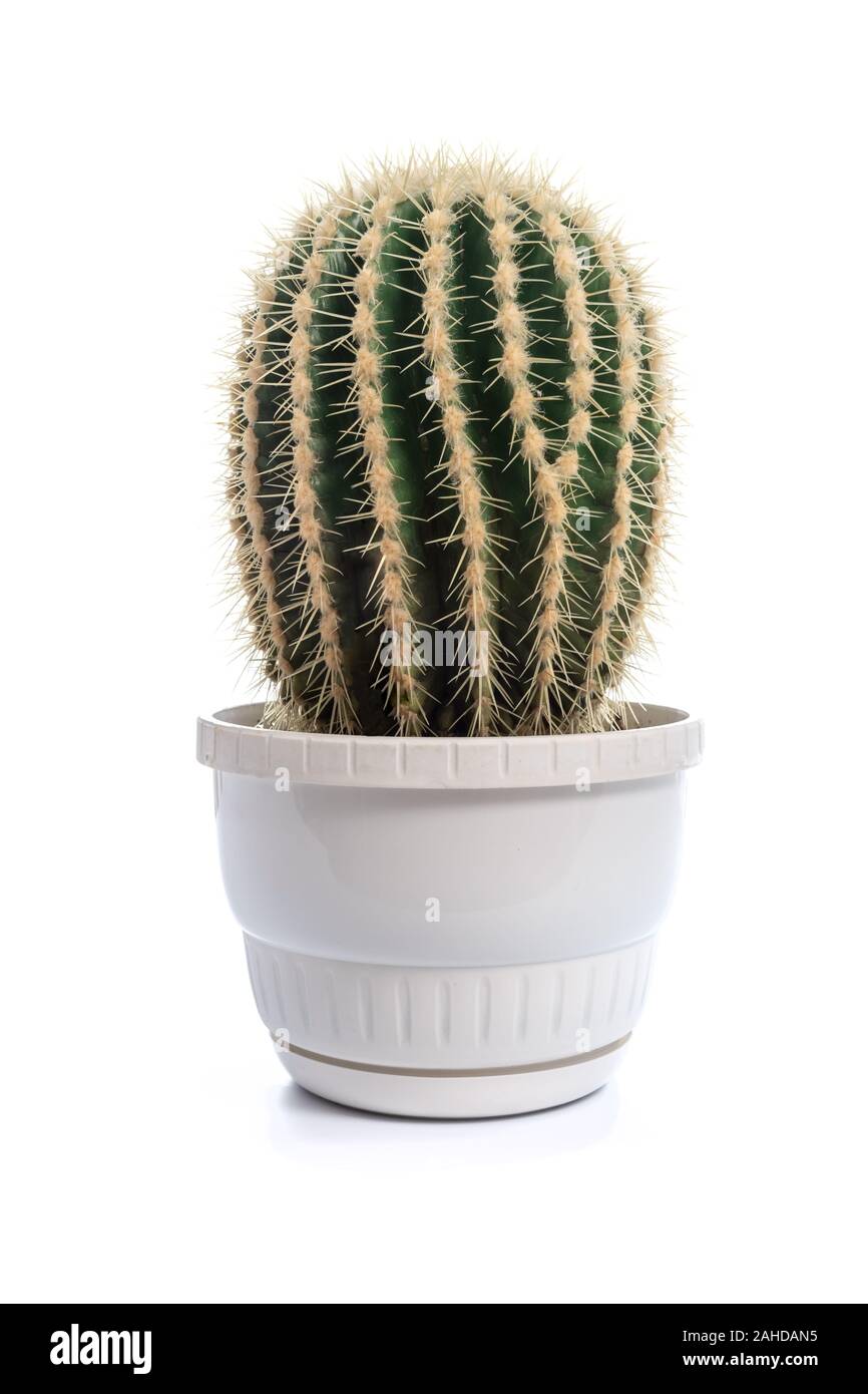 Kaktus Anlage in einem Blumentopf isoliert auf einem weißen Hintergrund (Details) Stockfoto