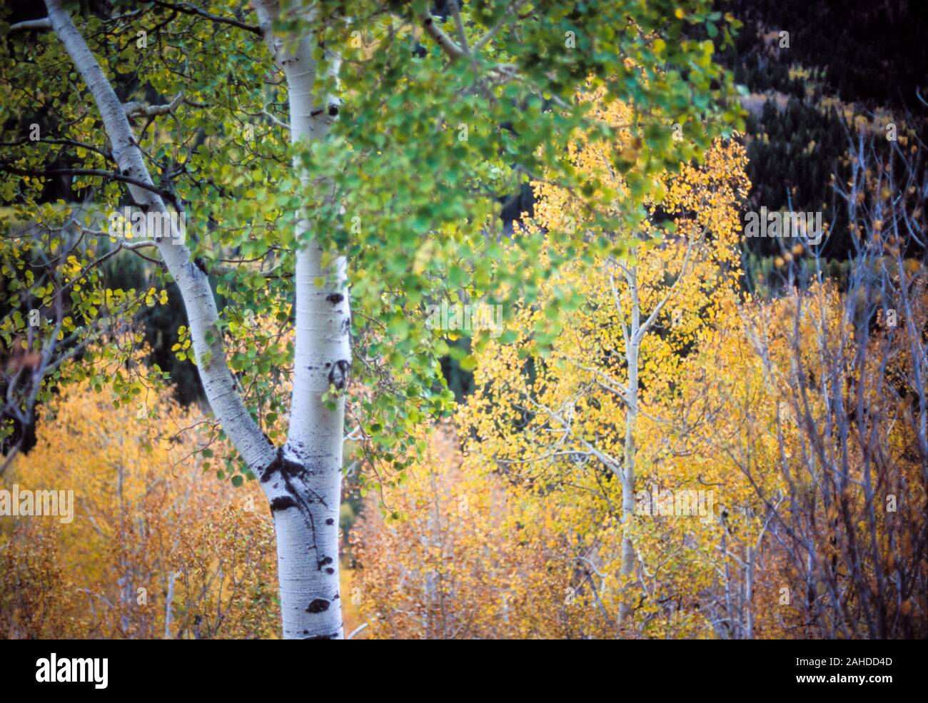 Aspen, Colorado Stockfoto