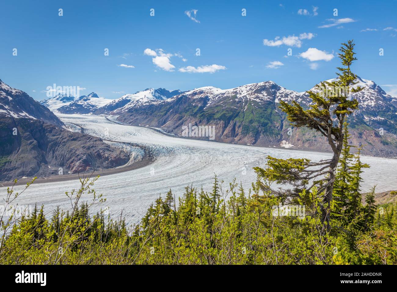 Weatherd Baum mit Lachs Gletscher- und Bergwelt in der Rückseite Stockfoto
