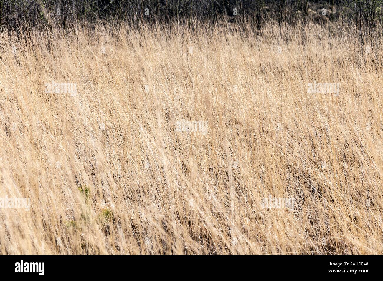 Drey gelbes Gras im Kalmthout Nationalpark, Belgien Stockfoto