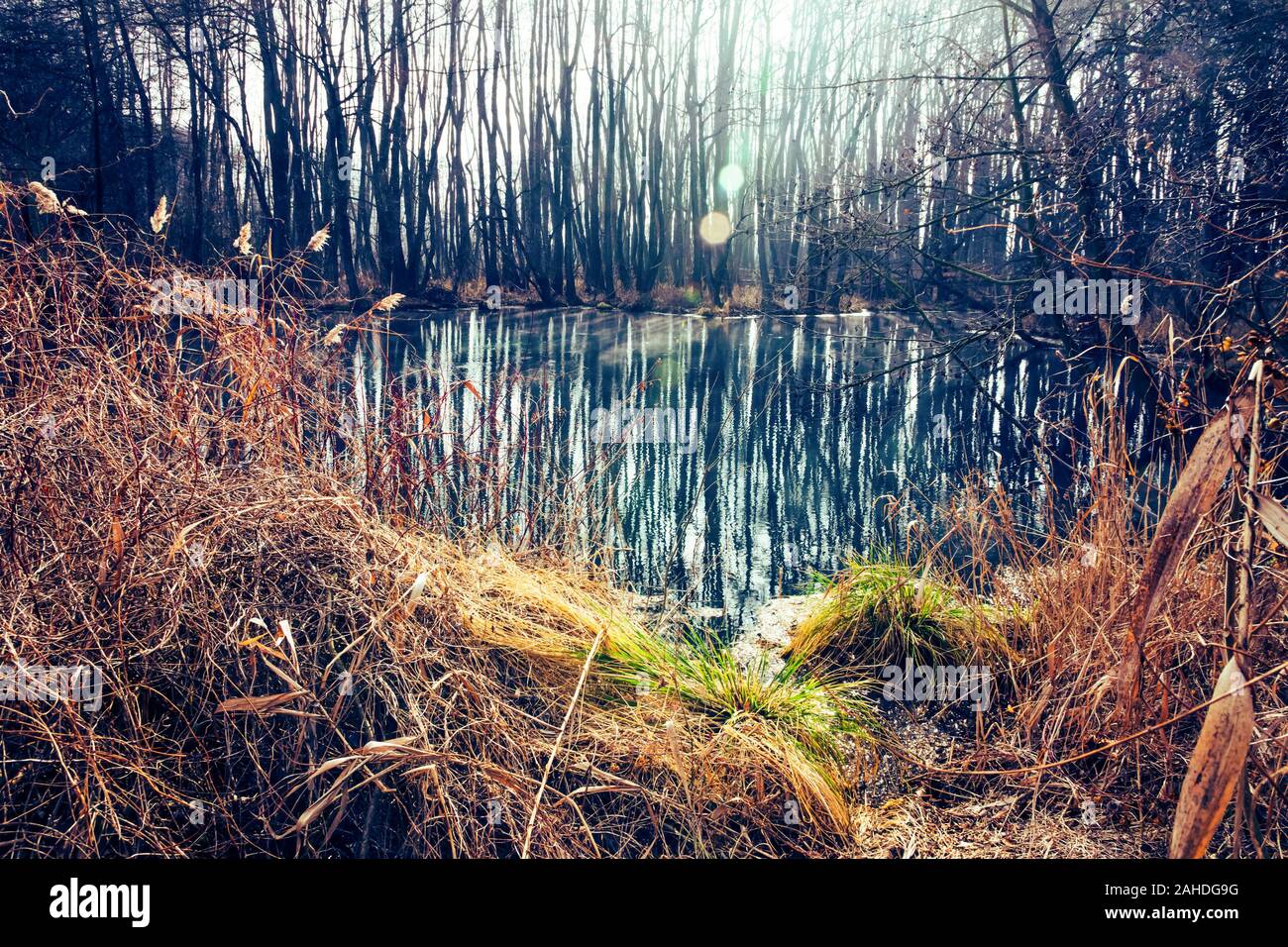 Beängstigend filmische See, Sumpf, toten Wald, Reflexion Stockfoto