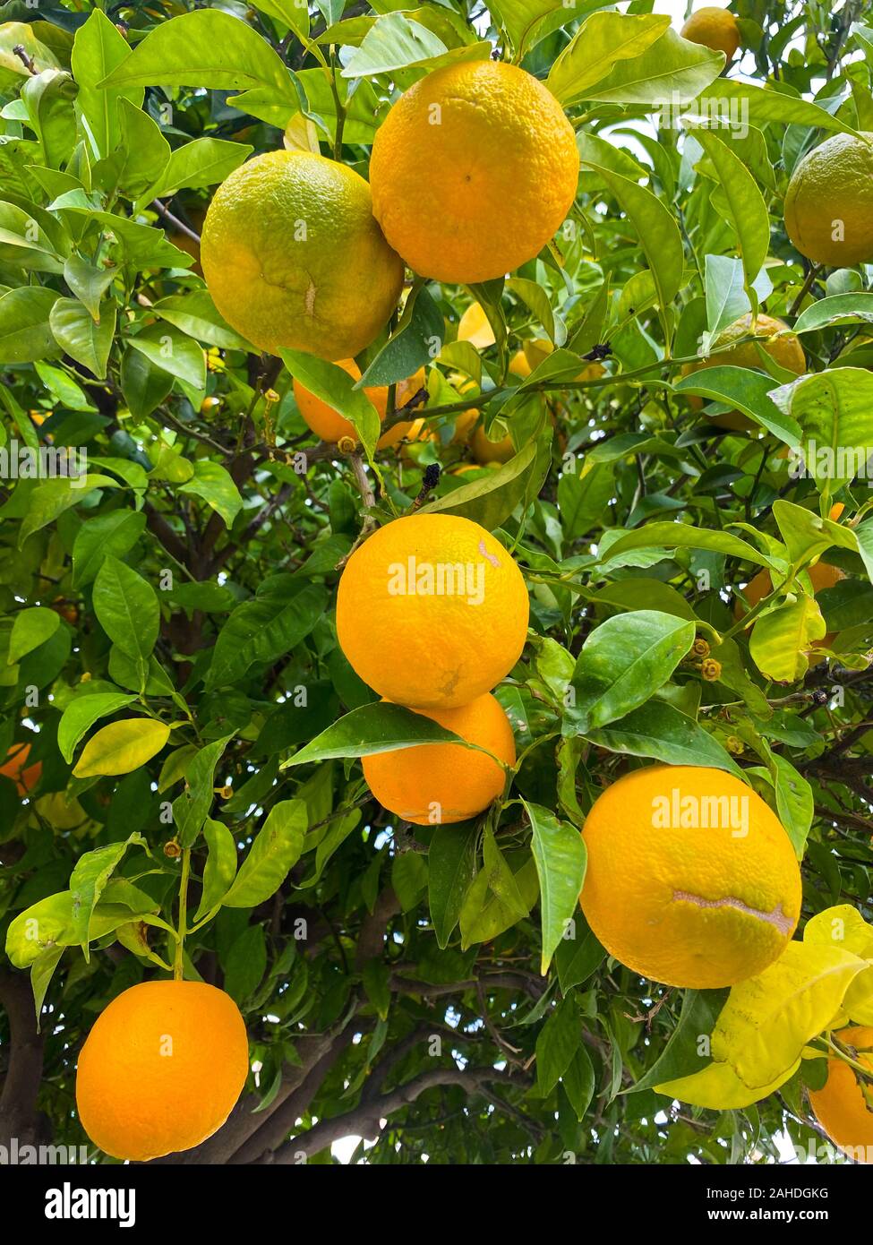 Orangen auf einen Baum. Von Orangen unter grünen Blätter Hintergrund. Orange Garden. Stockfoto