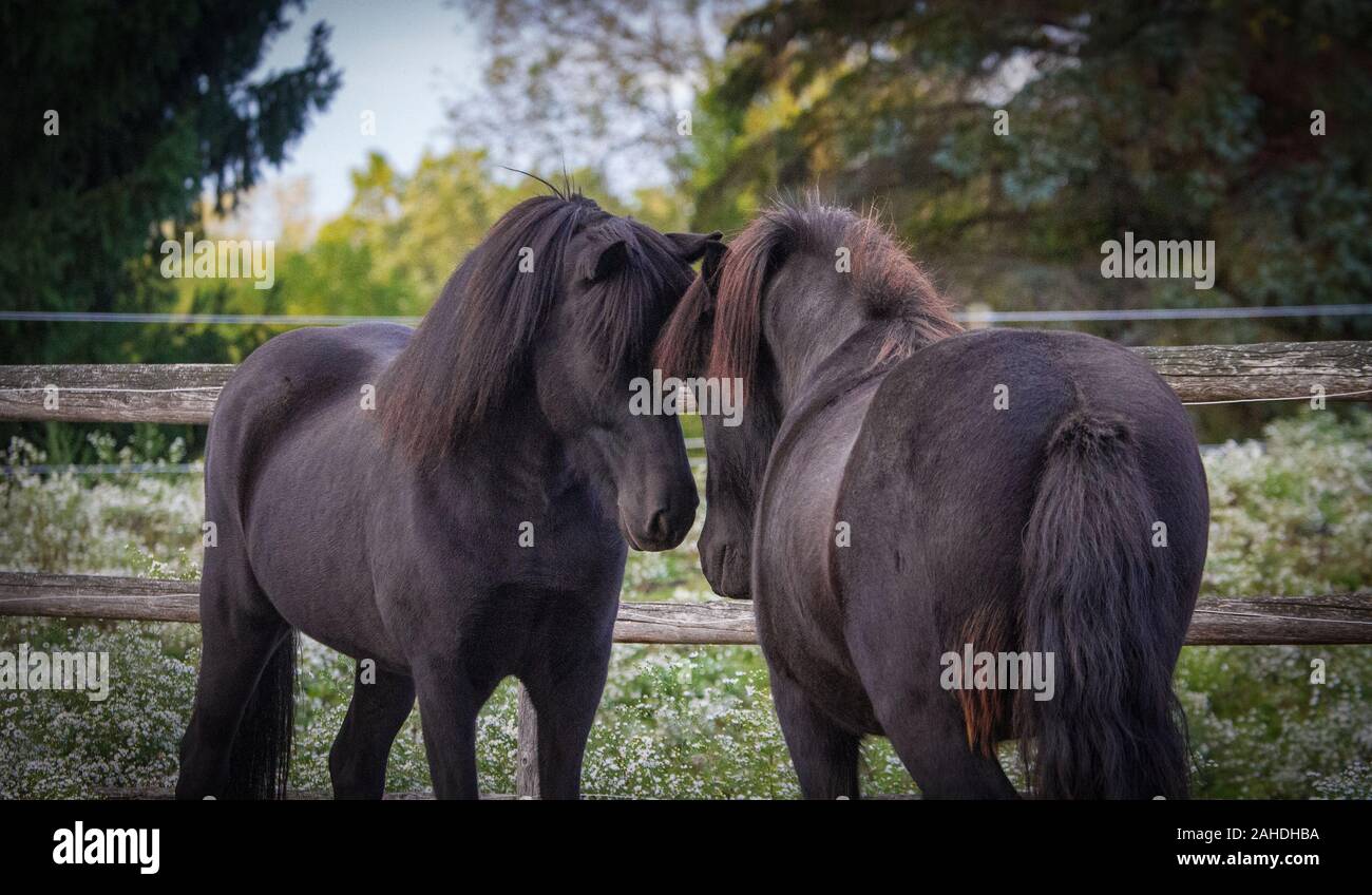 Zwei schwarze isländische Stuten diskutieren Stockfoto