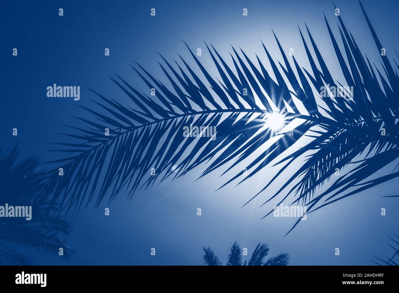 Classic blau toning Trend 2020 Farbe. Palm Leaf auf dem Hintergrund der Sonnenstrahlen Stockfoto Classic blau toning Trend 2020 Farbe. Palm Leaf auf dem Hintergrund der Sonnenstrahlen Stockfoto