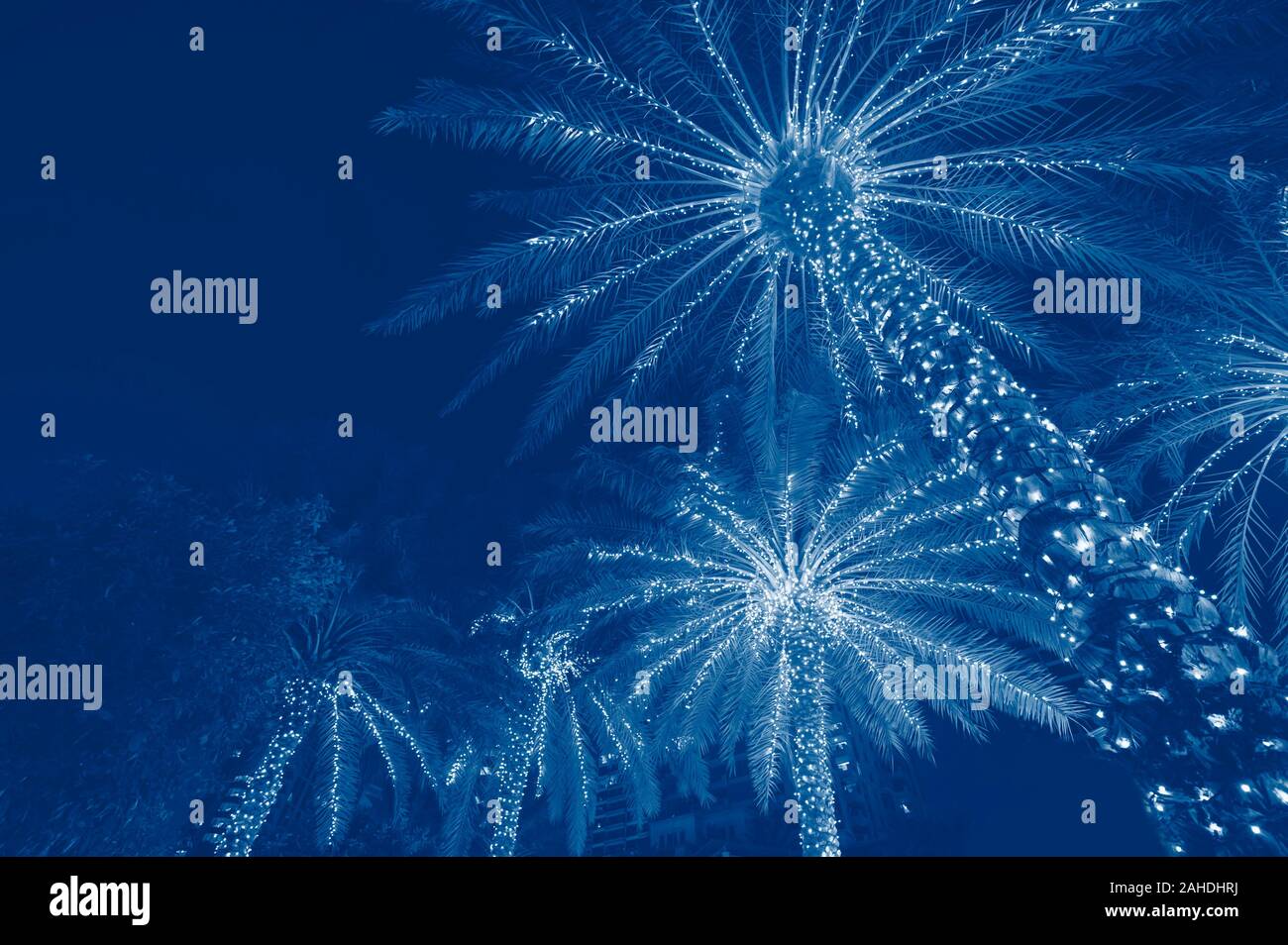 Classic blau toning Trend 2020 Farbe. Weihnachten Hintergrund Palm Tree Stockfoto