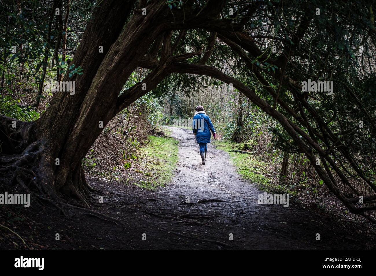 Eine Frau mit Hut und Blue Coat bei einem Spaziergang in der Natur. Sie ist zu Fuß unter einem Bogen durch Bäume gebildet. Stockfoto