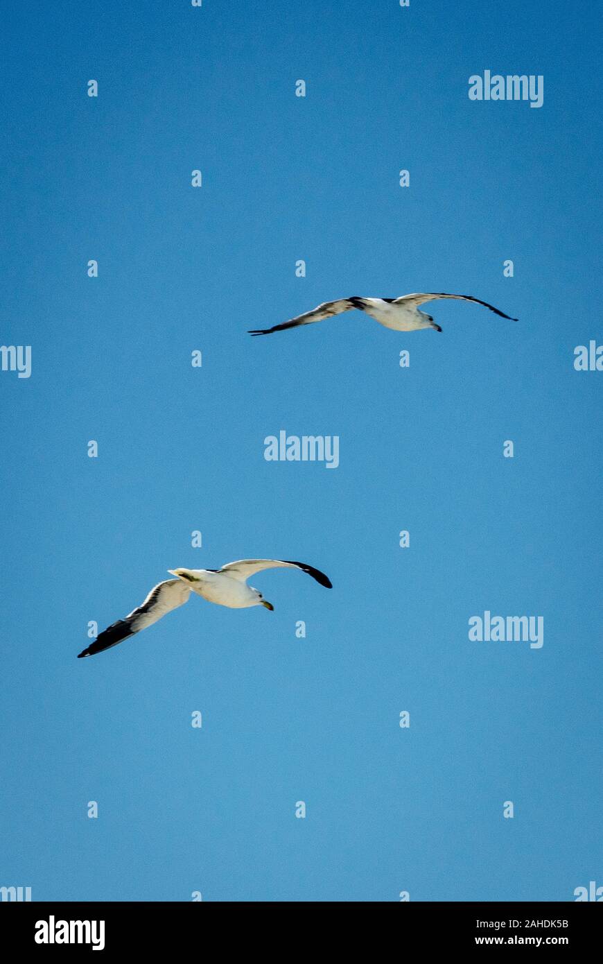 Zwei Seevögel fliegen zusammen auf einem blauen Clean Sky. Stockfoto