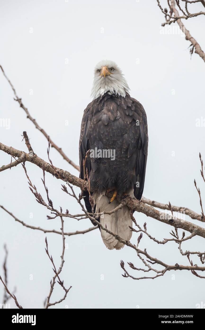 Nach Weißkopfseeadler bei Delta BC Kanada Stockfoto