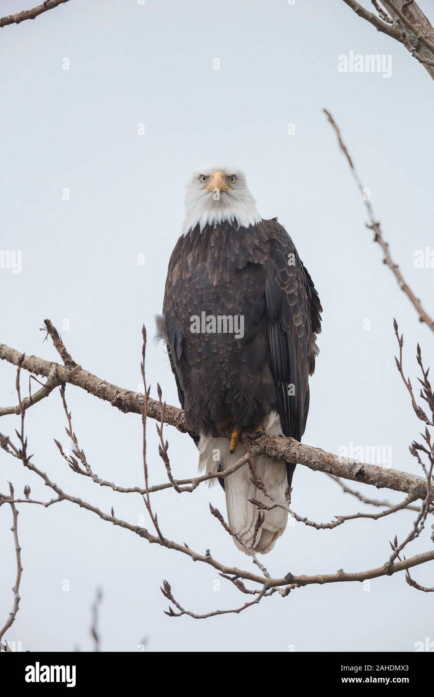 Nach Weißkopfseeadler bei Delta BC Kanada Stockfoto