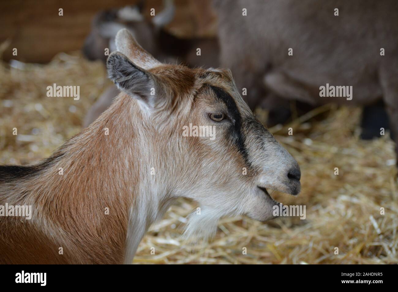 Ziegen auf dem Bauernhof Stockfoto