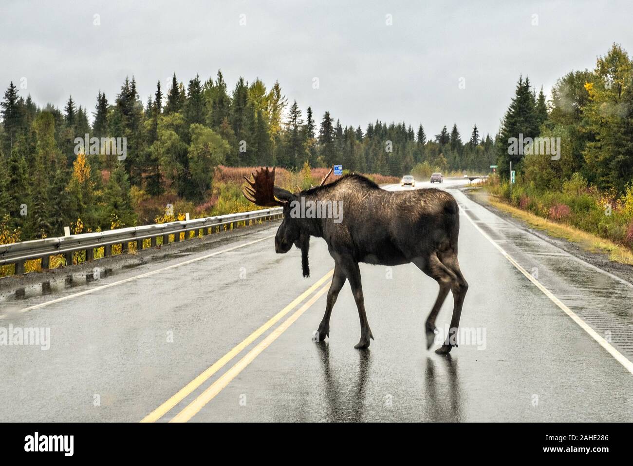 Ein Bull Moose kreuzt die Sterling Highway mit wenig Rücksicht auf den Gegenverkehr an einem regnerischen Tag außerhalb Homer, Alaska. Stockfoto