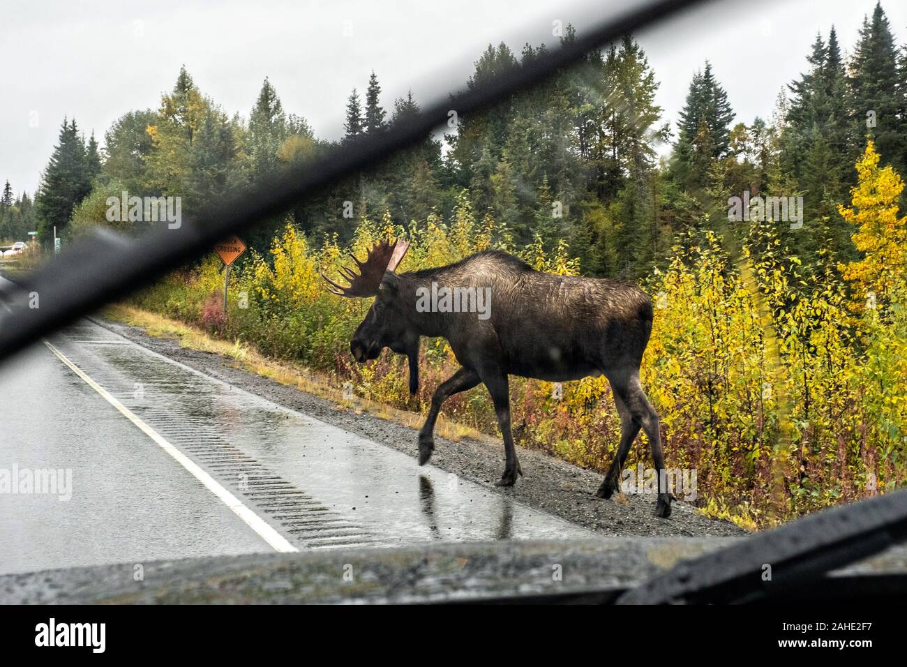 Ein Bull Moose kreuzt die Sterling Highway mit wenig Rücksicht auf den Gegenverkehr in einem sich bewegenden Fahrzeug an einem regnerischen Tag außerhalb Homer, Alaska gesehen. Stockfoto
