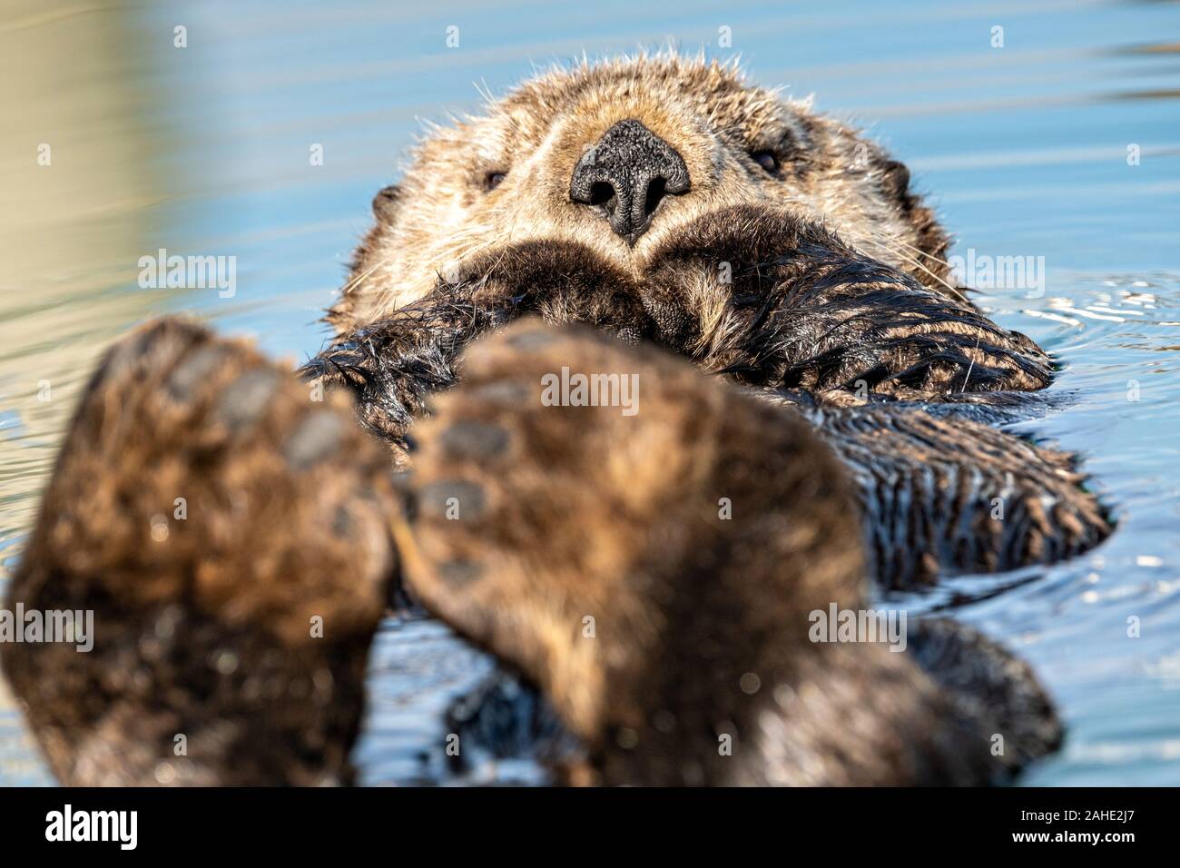 Eine nördliche Sea Otter schwebt schlafend in der Kachemak Bucht an der Stadt von Homer Port & Hafen Marina in Homer, Alaska. Stockfoto