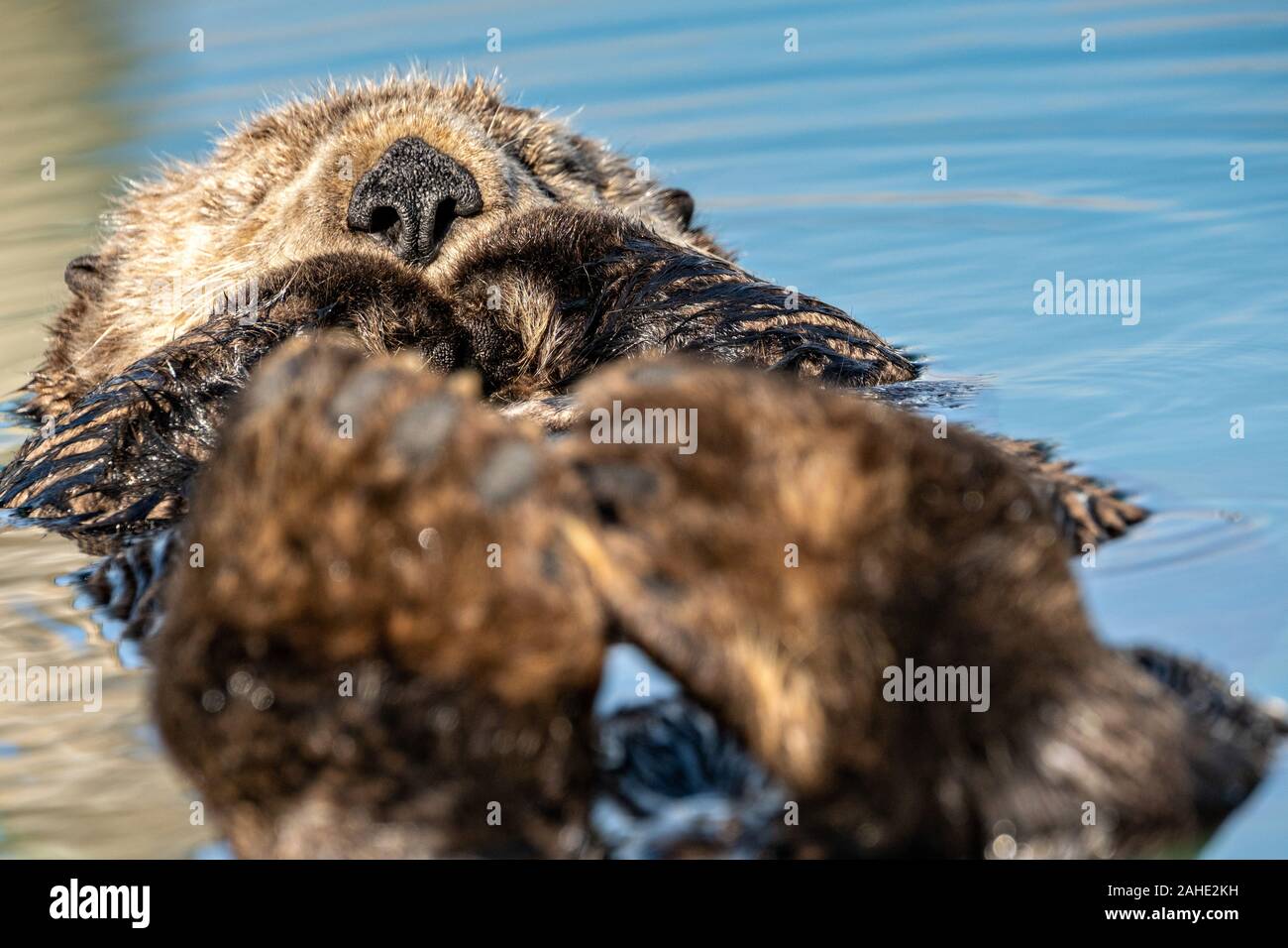 Eine nördliche Sea Otter schwebt schlafend in der Kachemak Bucht an der Stadt von Homer Port & Hafen Marina in Homer, Alaska. Stockfoto