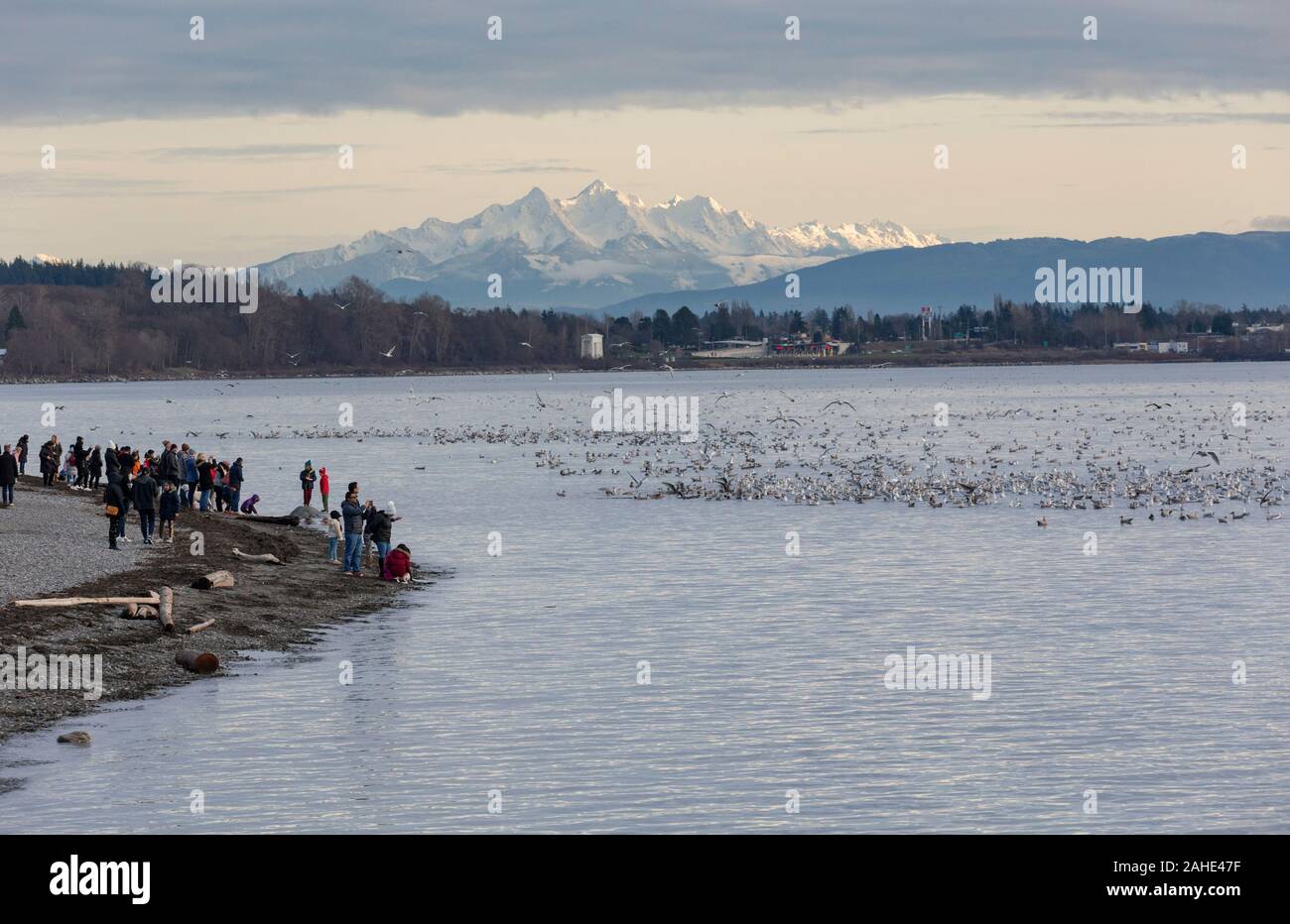 Tausende von kleinen Fischen, Sardellen, gewaschen, in White Rock Beach an der Küste, südlich von Vancouver, BC Kanada am Dez. 25, 2019. Zeichnung Menschenmengen von Vogel Stockfoto