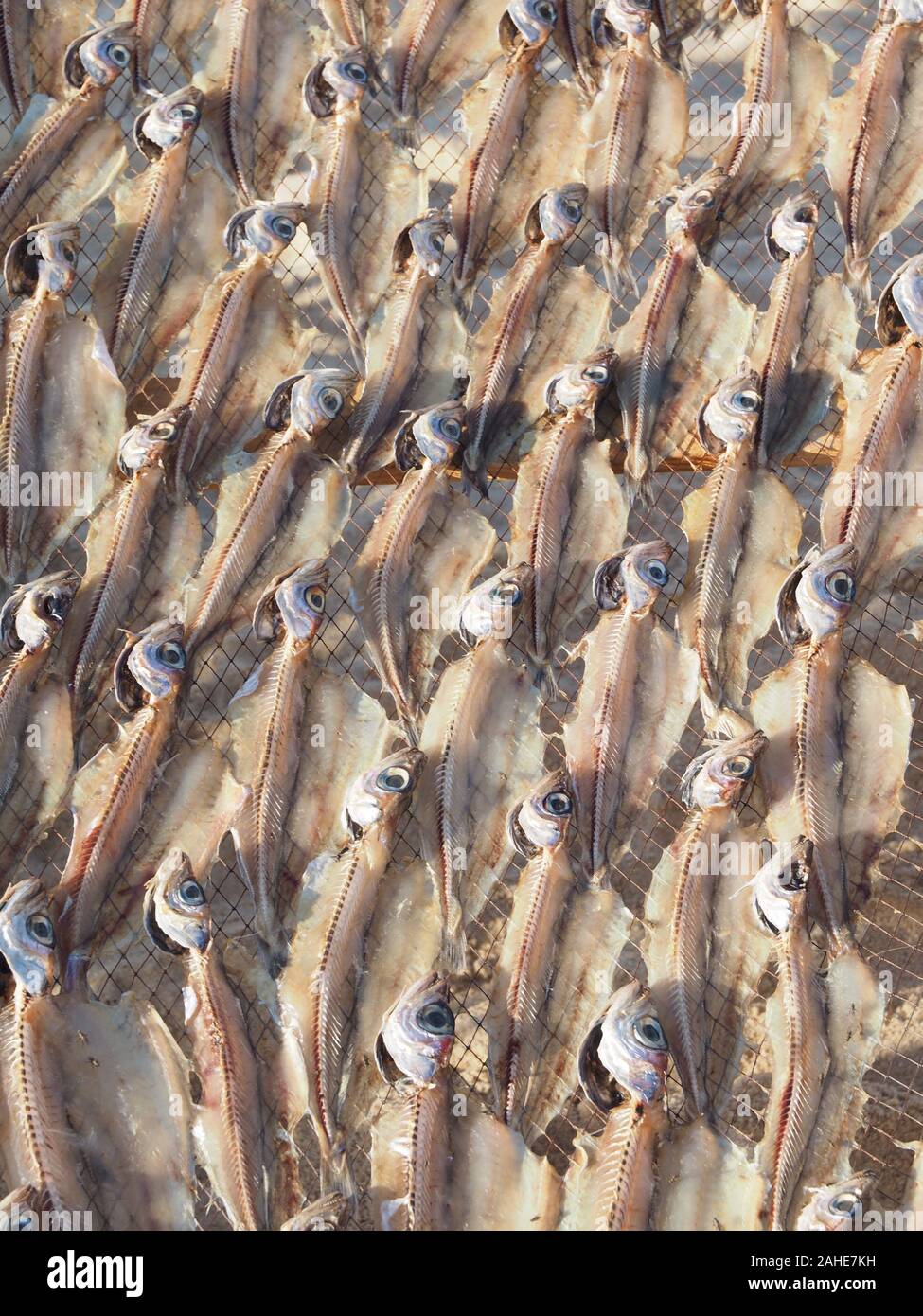 Makro von Stockfisch, gesalzene Fische trocknen in der Sonne in Nazare in Portugal Stockfoto