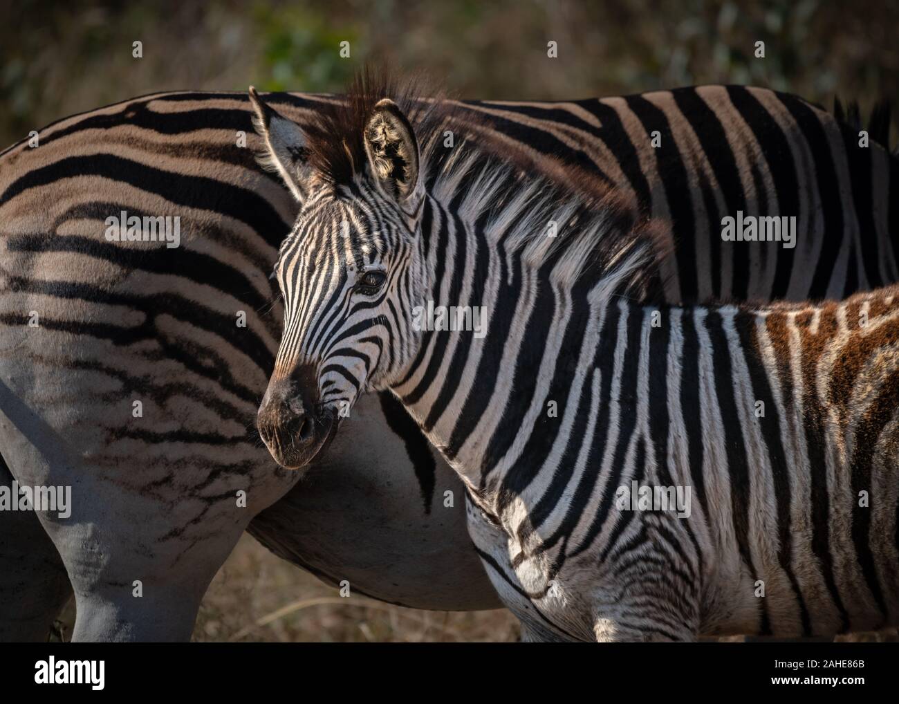 Junge Plains Zebra in Südafrika Stockfoto