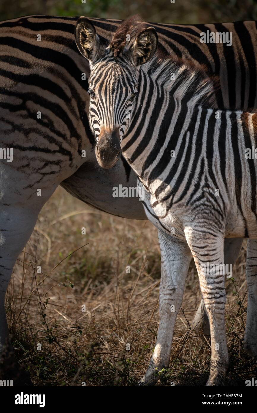 Junge Plains Zebra in Südafrika Stockfoto
