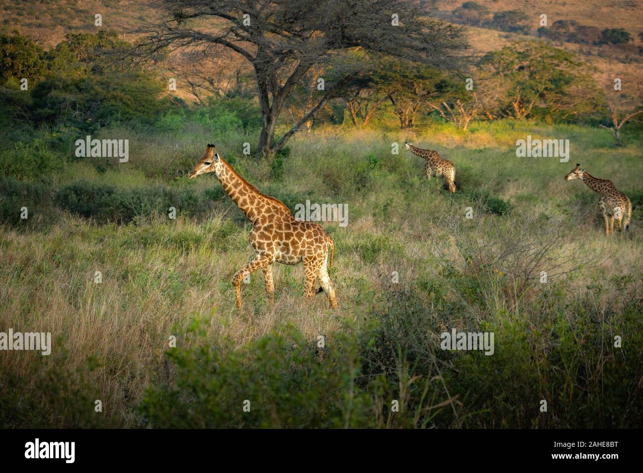 Giraffe in Südafrika Stockfoto