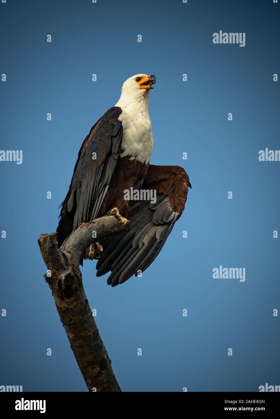 African Fish Eagle im Queen Elizabeth National Park Stockfoto