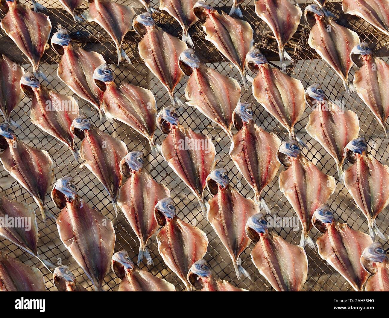 Makro von Stockfisch, gesalzene Fische trocknen in der Sonne in Nazare in Portugal Stockfoto