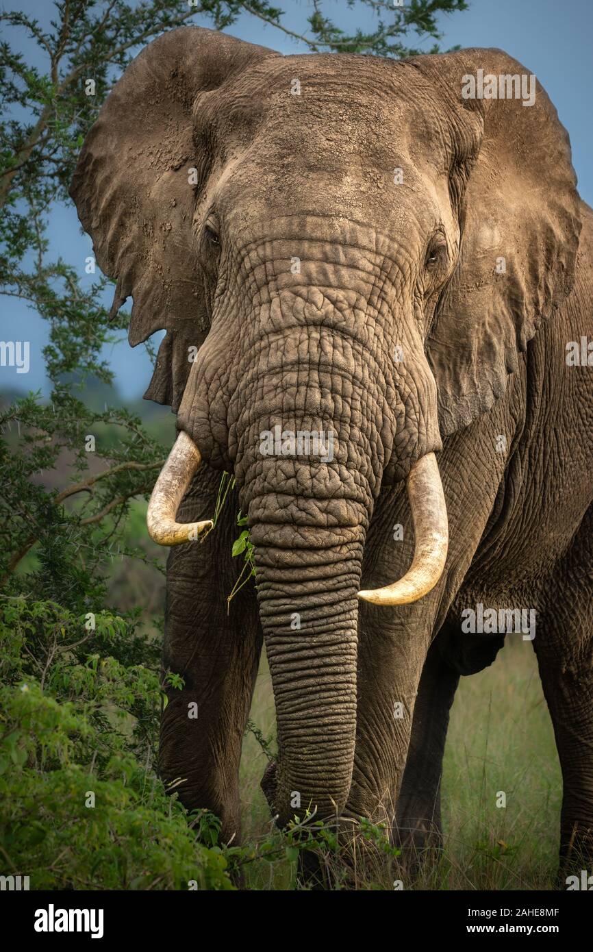 Afrikanischer Elefant im Queen Elizabeth National Park Stockfoto