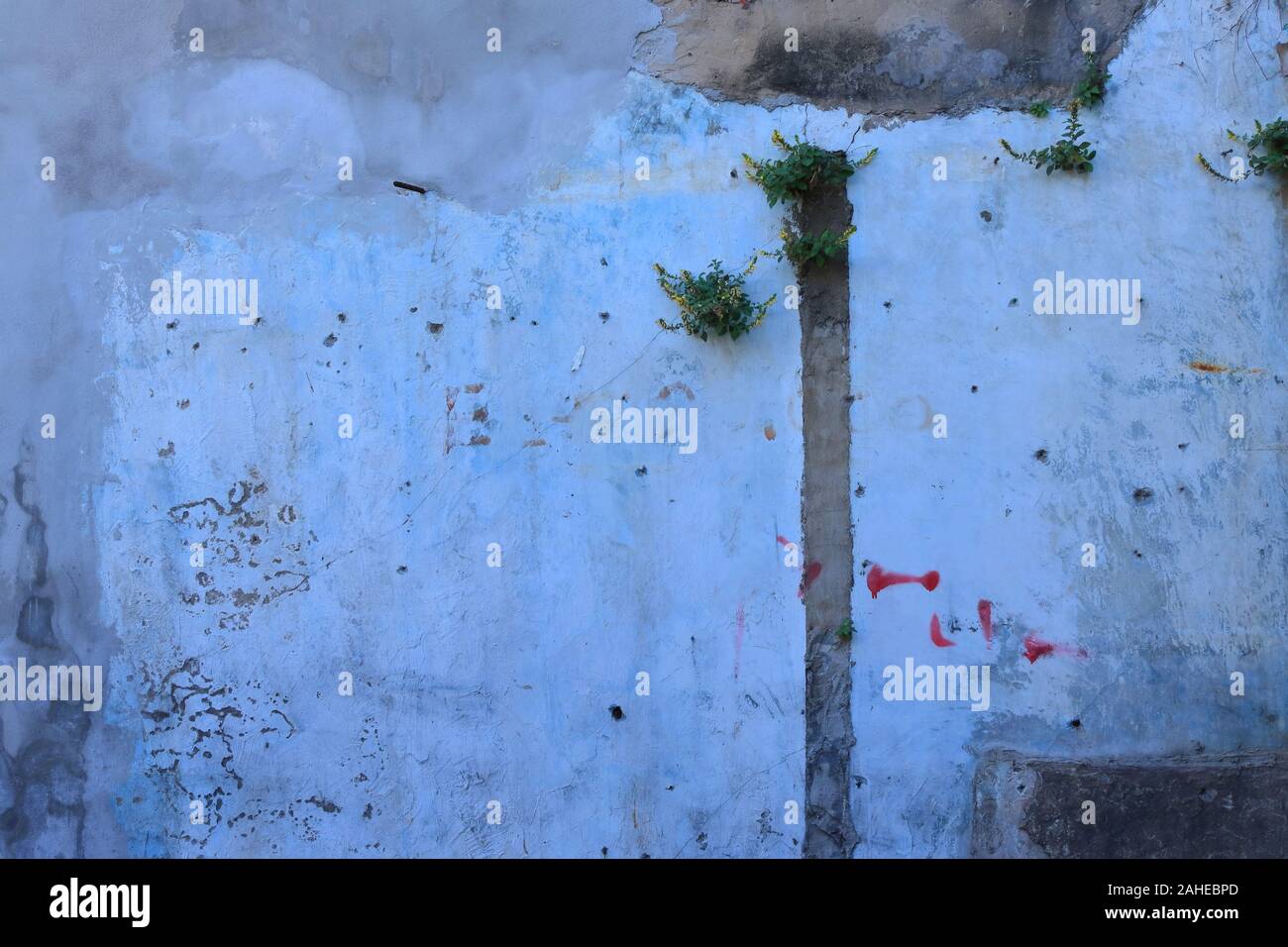Closeup vernachlässigt Hellblau Risse an der Wand, es gibt Unkraut wachsen in die Risse Stockfoto