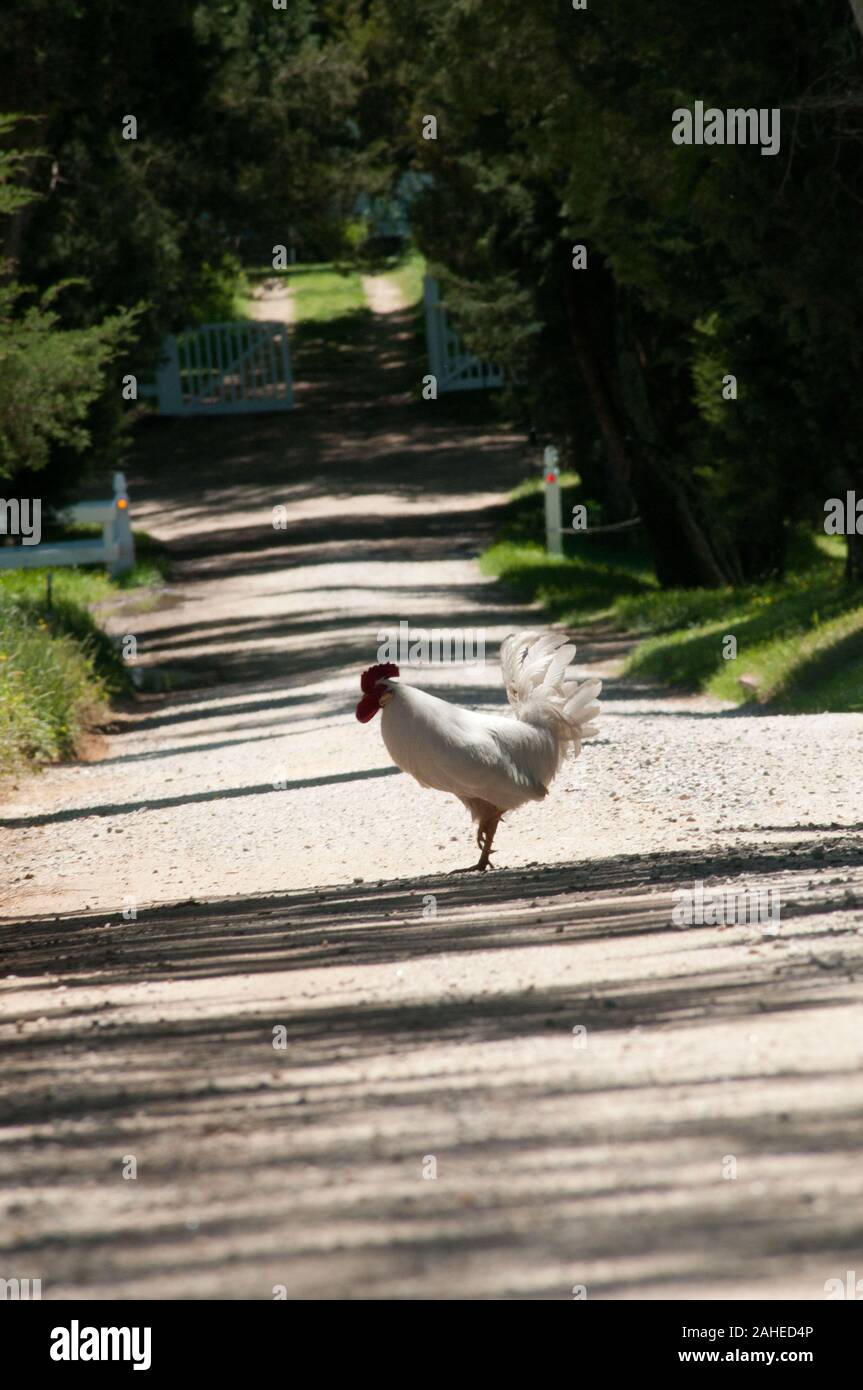 Warum dieser Hahn überquert die Straße ist noch unbeantwortet, weil Sie frei über die Wiesen und Weiden an der Plantage Tuckahoe Walkabout, Goochland County, VA-Bereich am 5. Mai 2011. Wo Hühner weiden auf dem Gras auch nährstoffreichen Dung den Boden neu zu beleben, die nachwachsen. Die Plantage Home von Präsident Thomas Jefferson, der von 1745 bis 1752, die durch die Bäume gesehen werden kann. Heute ist die Plantage ist ein Bauernhof mit Kühen, Schafen, Hühnern und Kaninchen Fleisch liefern zu Fall Line Farmen eine lokale Essen Hub. Fall Line Farmen bietet eine Vielzahl von Haushalt stapl Stockfoto