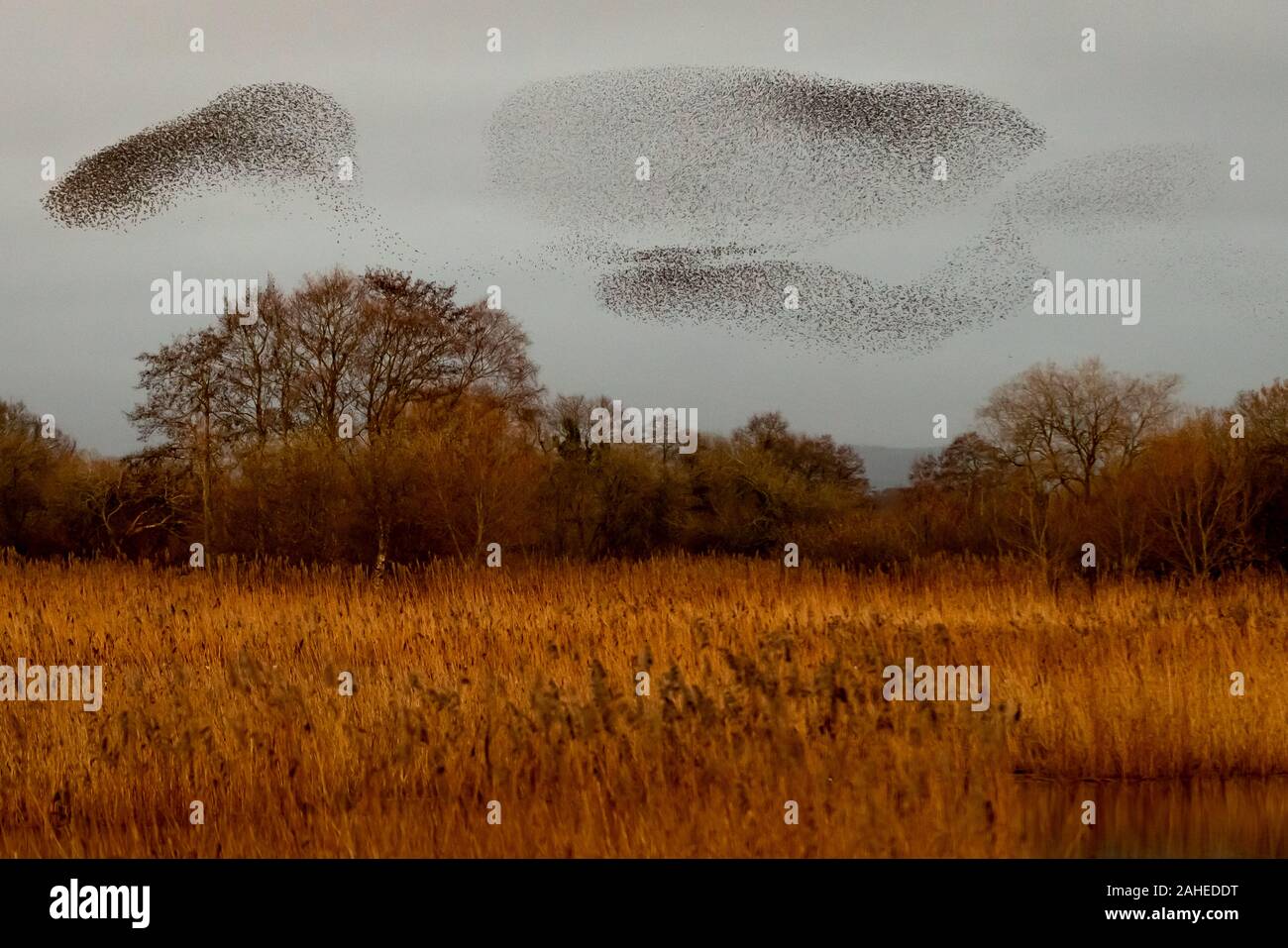 UK Wetter: Heiligabend abend Starling murmuration an Ham Wand RSPB Reservat, Teil von Avalon Sümpfen Feuchtgebiete Naturschutzgebiet in Somerset, England. Stockfoto