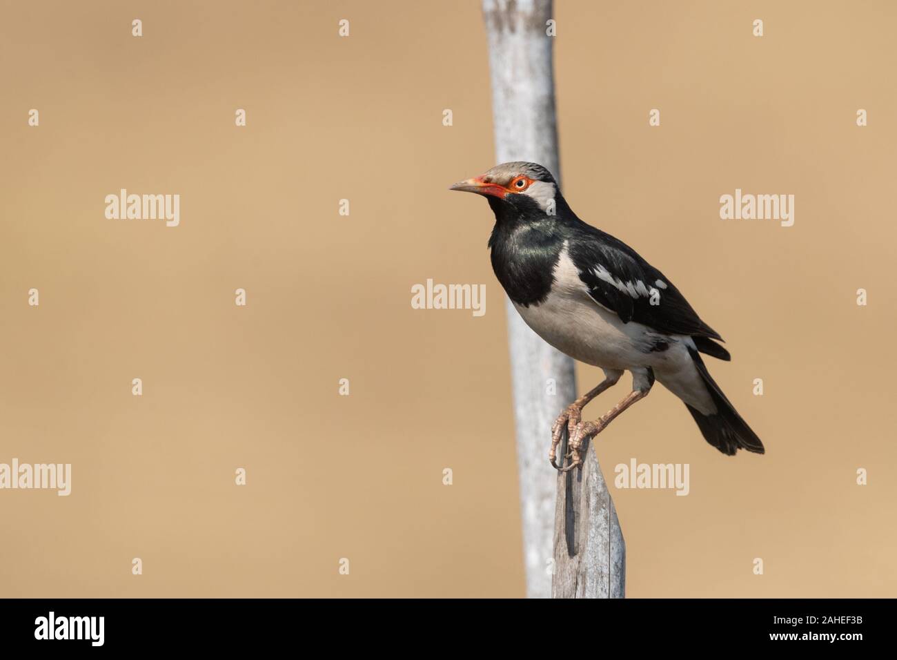 Die pied Myna oder Asiatischen pied Starling (Gracupica contra) ist eine Pflanzenart aus der Gattung der starling in den Indischen Subkontinent und Südostasien gefunden. Sie sind in der Regel Stockfoto