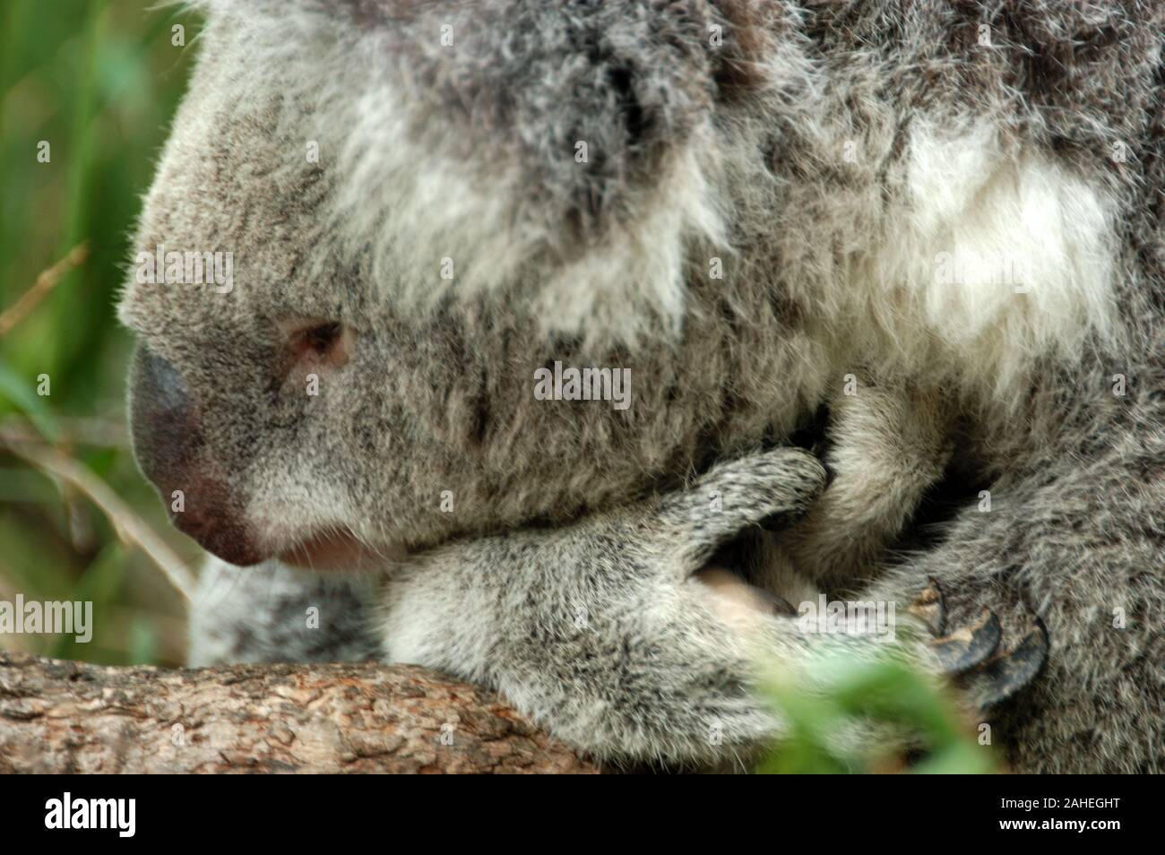 Nahaufnahme der Kopf eines Koala (Phascolarctos cinereus) im Koala Park, Sydney. NSW, Australien. Stockfoto